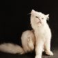 veterinaire-verviers-abyssin-chat-puce.jpg