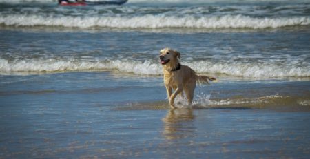 veterinaire-verviers-abyssin-prevention-vacance-chien