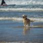 veterinaire-verviers-abyssin-prevention-vacance-chien